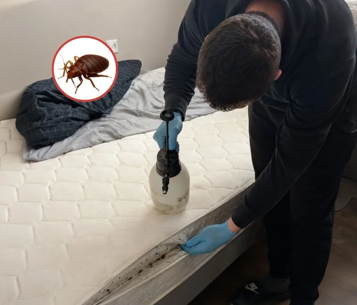 Technicien traitant un matelas contre les punaises de lit à Cergy